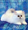 Persian kittens for sale